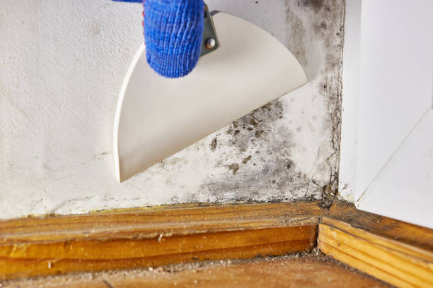 Trusted Reading, MI Mold Removal Experts